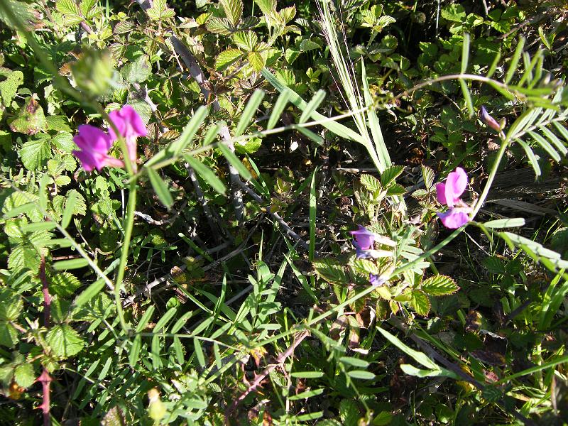 Lathyrus setifolius3.JPG